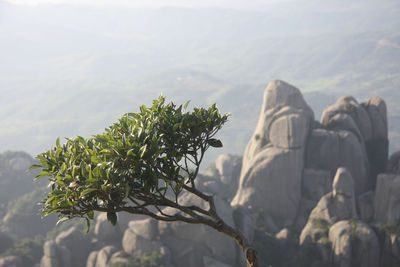 View of tree against sky