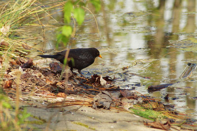 Bird in a lake