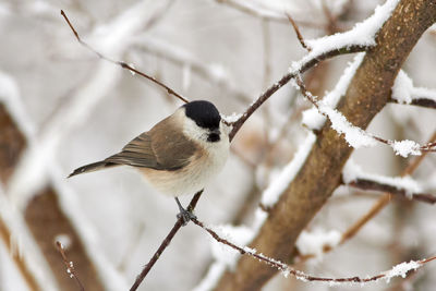 Close-up of bird perching on branch