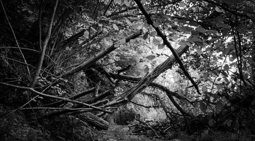 Trees in forest