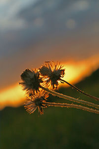 Close-up of flowering plant against sky at sunset
