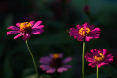 Close-up of pink cosmos flowers blooming outdoors