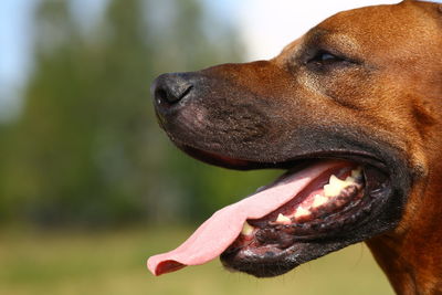 Close-up of a dog looking away