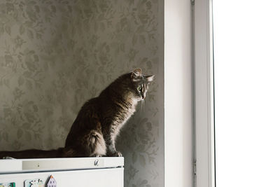 Side view of a cat looking at window