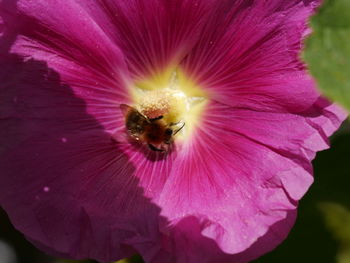 Close-up of insect on purple flower
