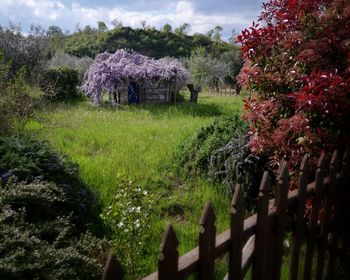 View of flowering plants and trees on field