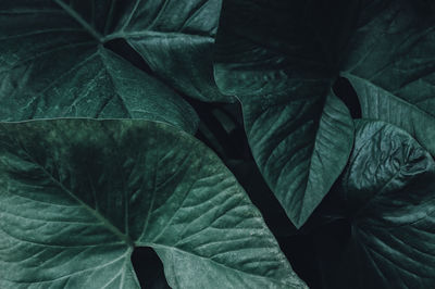 Close-up of leaves