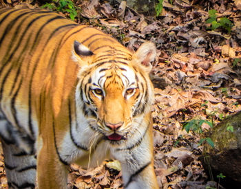 Portrait of a cat in forest