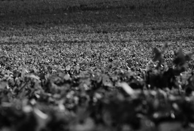 Surface level of field