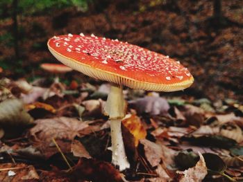 Close-up of fly agaric mushroom on field