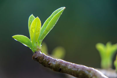 Close-up of plant