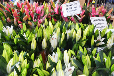 Close-up of leaves for sale in market