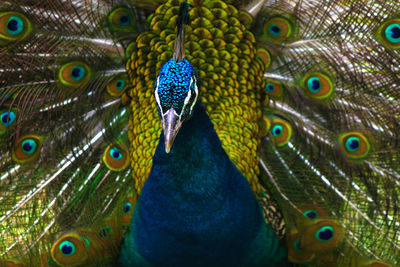 Close-up of peacock