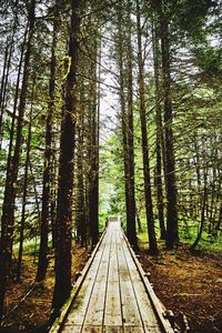 Walkway amidst trees in forest