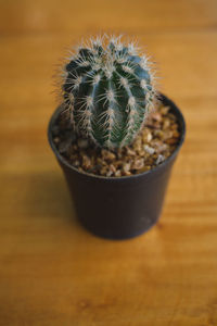 High angle view of potted cactus on table