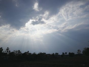 Trees in forest against sky