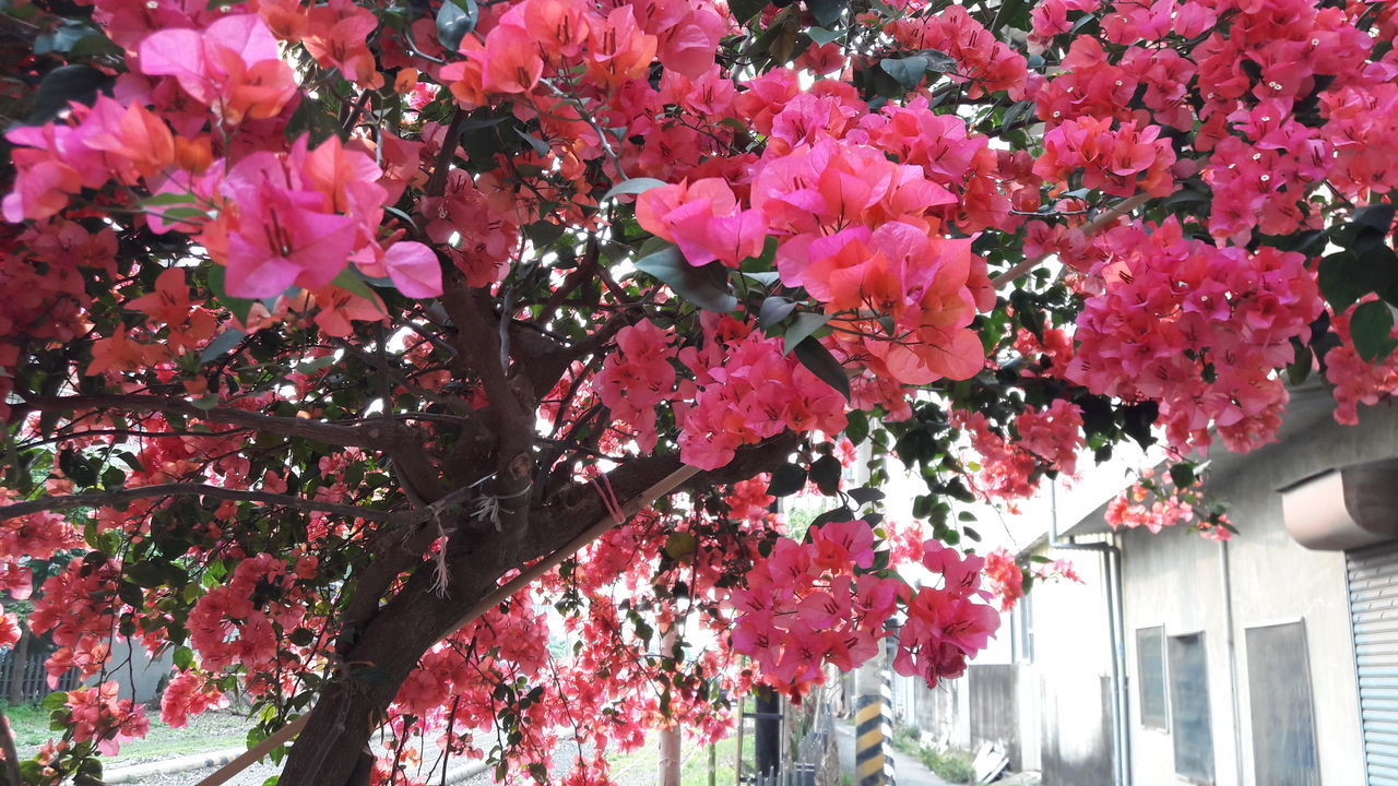 flower, tree, freshness, growth, pink color, branch, fragility, beauty in nature, nature, blossom, red, low angle view, cherry blossom, in bloom, blooming, cherry tree, petal, springtime, built structure, outdoors