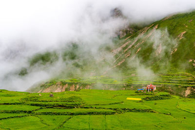 Scenic view of agricultural field