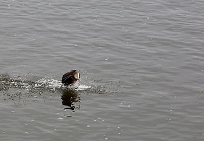 Bird swimming in water