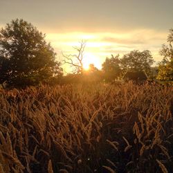 Scenic view of field against sky at sunset