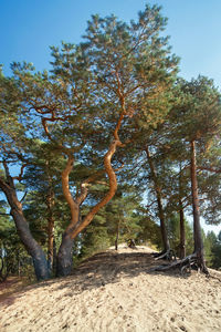 Trees on field against sky