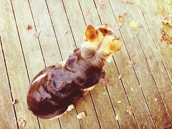 High angle view of dog on hardwood floor