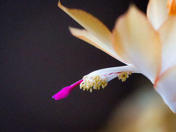 Close-up of white rose flower