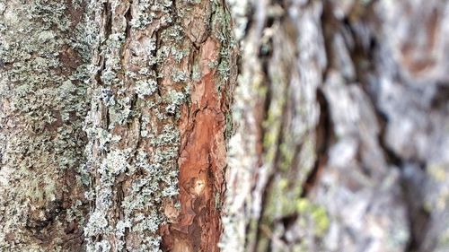 Full frame shot of tree trunk