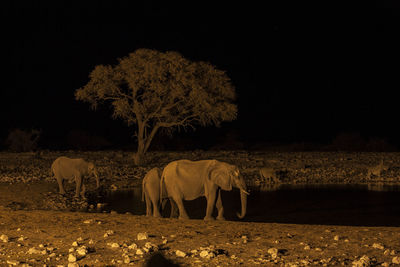 Elephants and rhinoceros at lakeshore during night