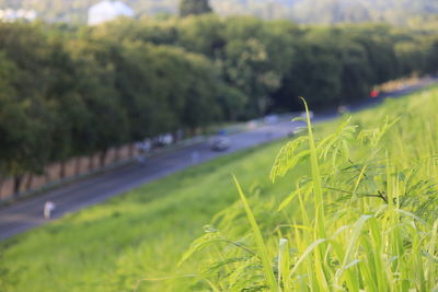 Grass growing on road amidst trees