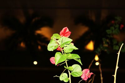 Close-up of maple leaf