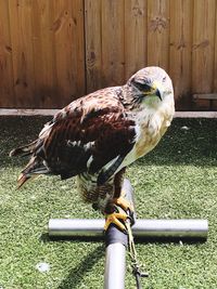 Side view of owl perching on metal
