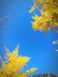 Low angle view of autumn tree against blue sky