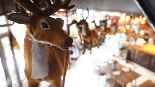 Close-up of deer on table