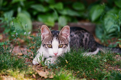 Portrait of cat on field