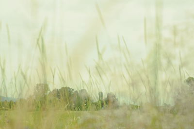 Plants growing on field