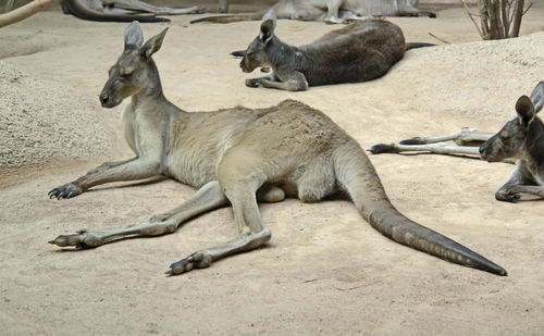 Side view of two dogs relaxing on land