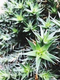 High angle view of green plants