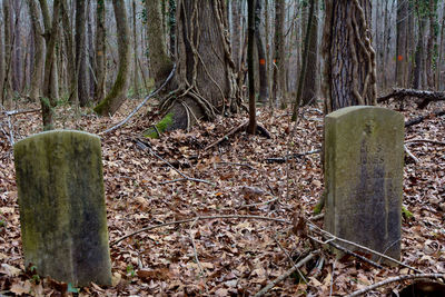 Plants growing on tree trunk in forest