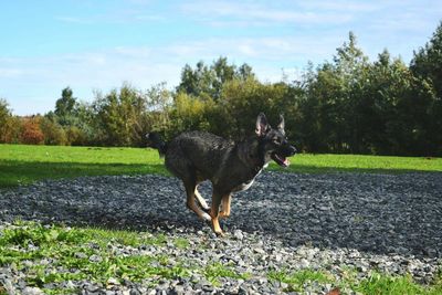 Horse on grass against sky