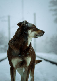 Close-up of a dog looking away