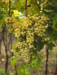 Grapes growing in vineyard