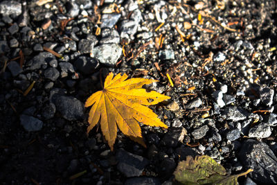 Close-up of yellow maple leaves on road
