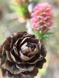 Close-up of pink rose