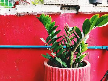 Close-up of potted plant against wall