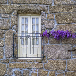 Purple flowers blooming by window