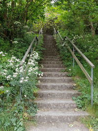 Low angle view of steps amidst trees in forest