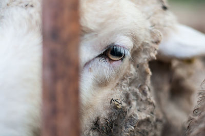 Close-up portrait of cow