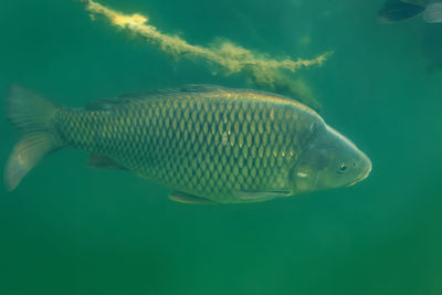 Close-up of fish swimming in sea