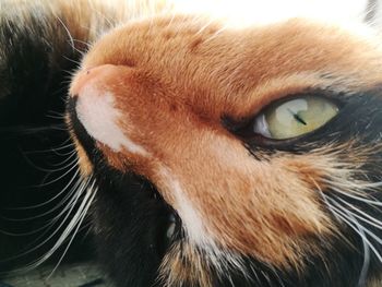 Close-up portrait of cat